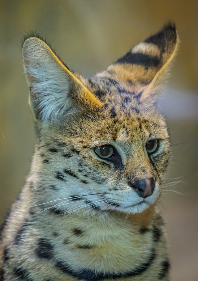 A picture of a serval